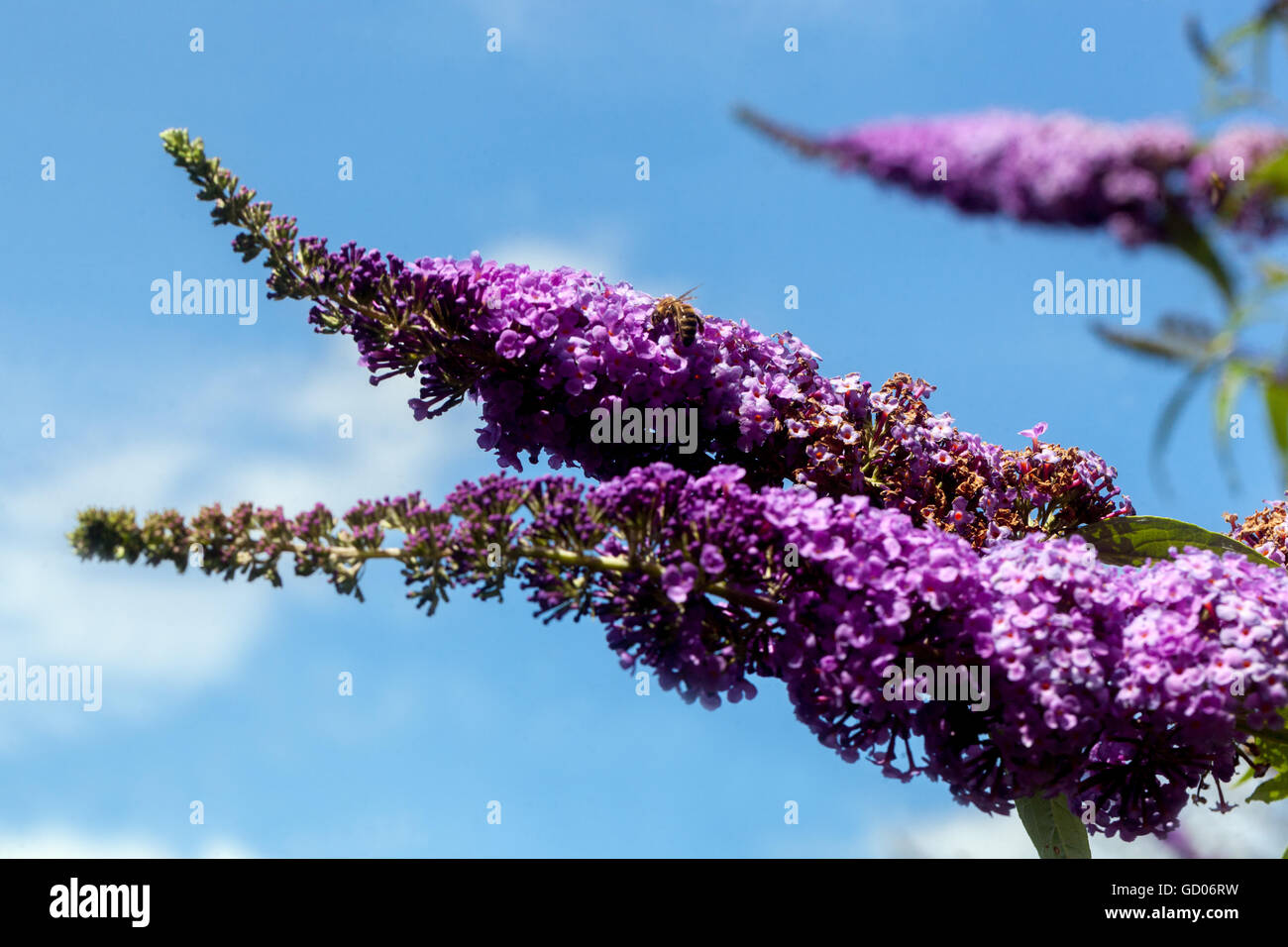 Buddleja davidii, summer lilac  Flowering Butterfly bush garden plant flowers Stock Photo