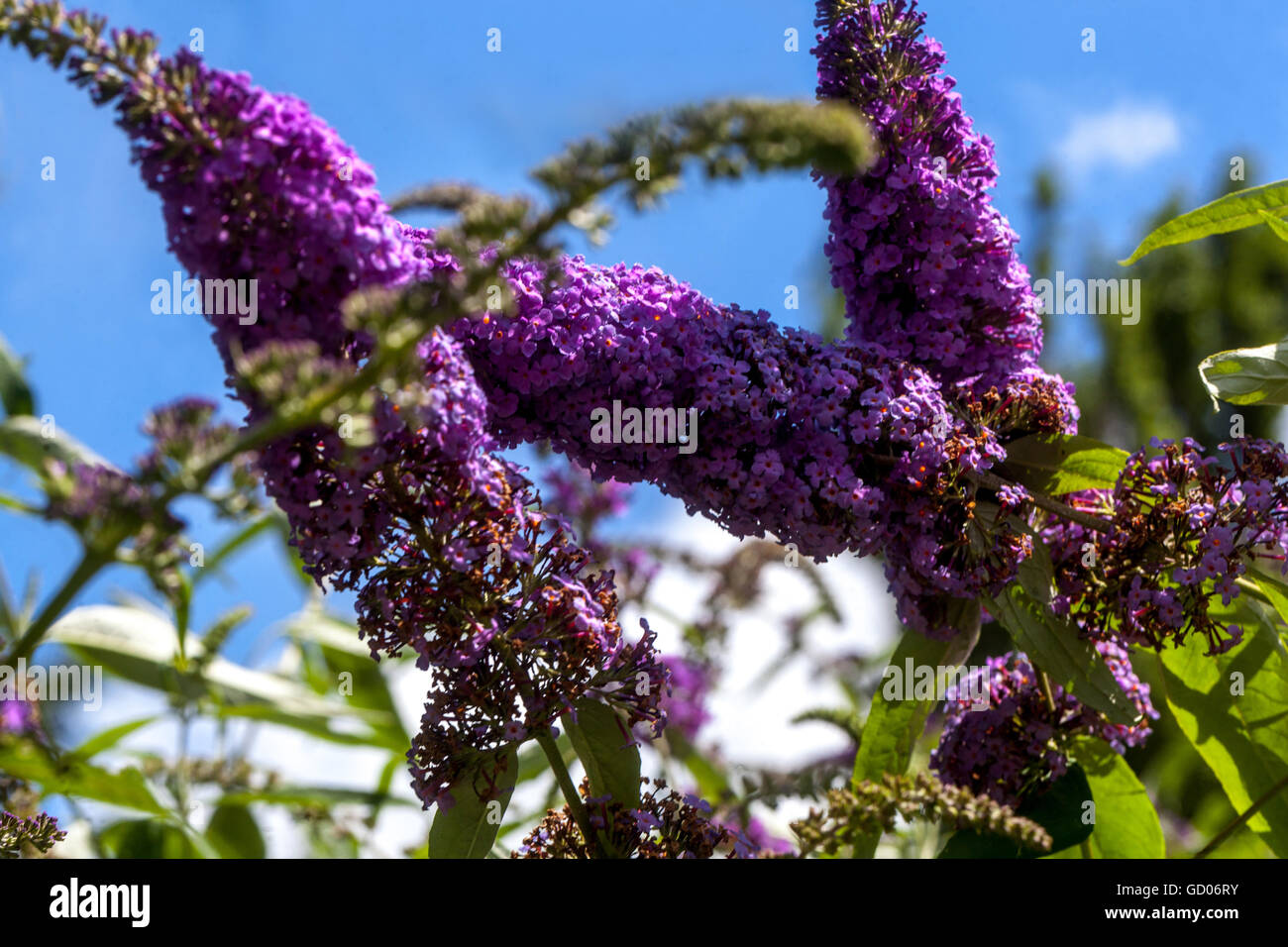 Buddleja davidii, summer lilac bush Stock Photo