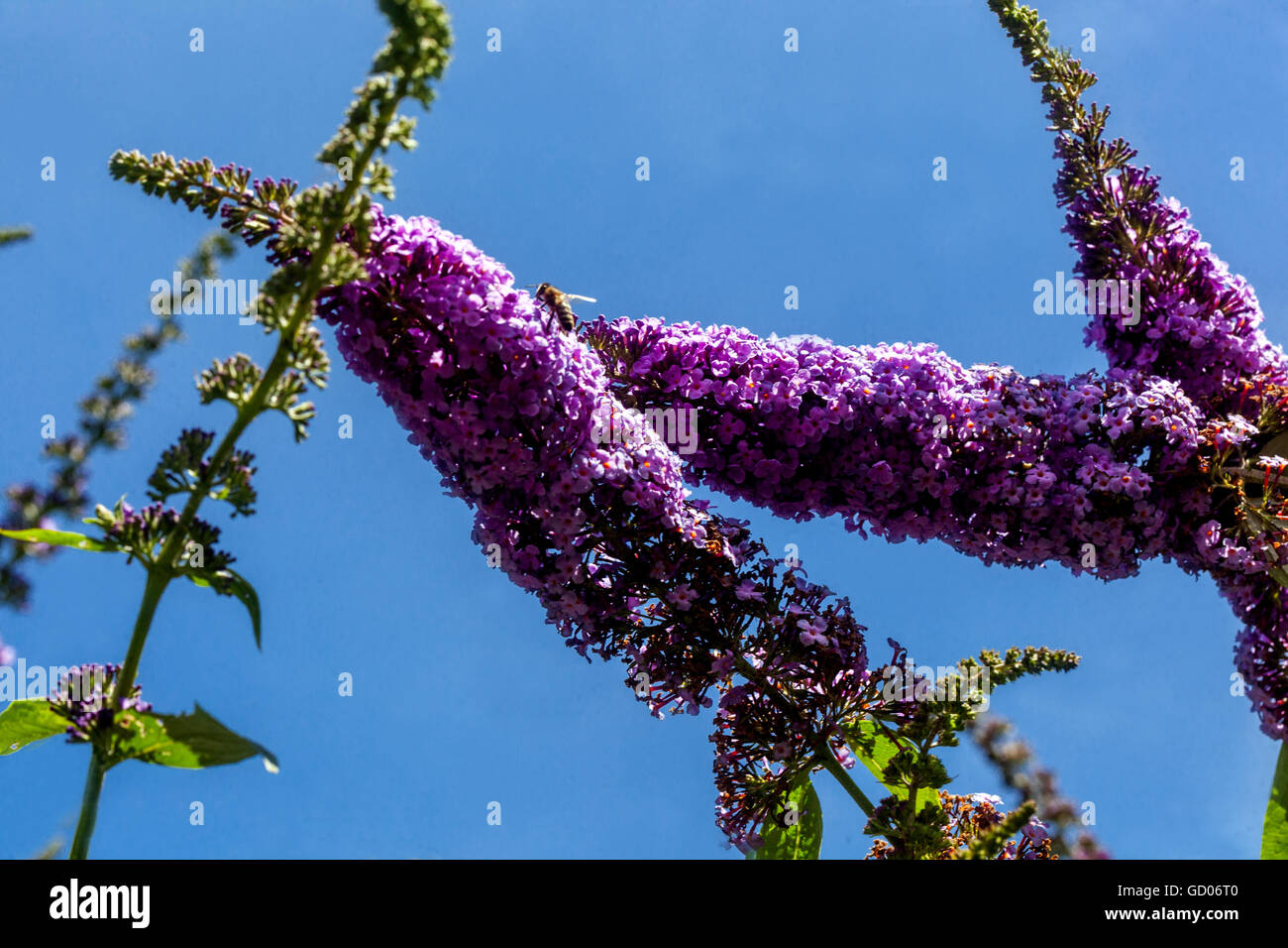 Buddleja davidii, summer lilac Stock Photo