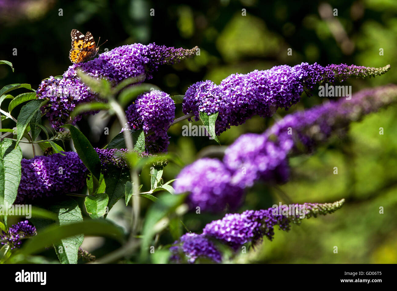Buddleja davidii summer lilac butterfly bush an ornamental