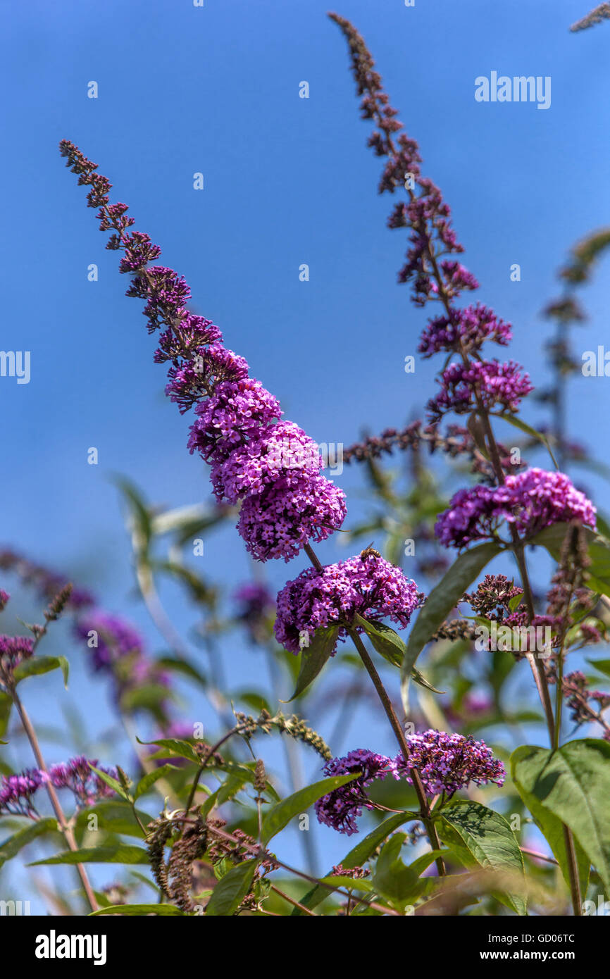 Buddleja davidii, summer lilac Buddleia bush flowers Buddleja border
