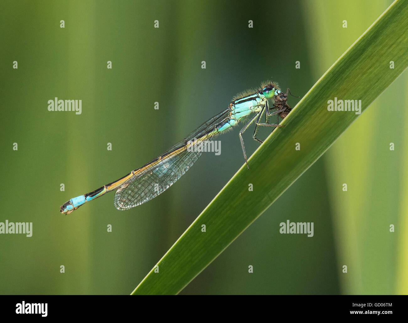 common ischnura, blue-tailed damselfly, Ischnura elegans, with fly Stock Photo