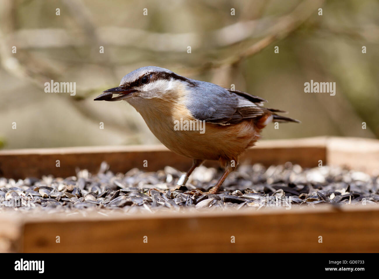 Eurasian Nuthatch Sitta europea adult collecting Sunflower seed from seed tray feeder Stock Photo