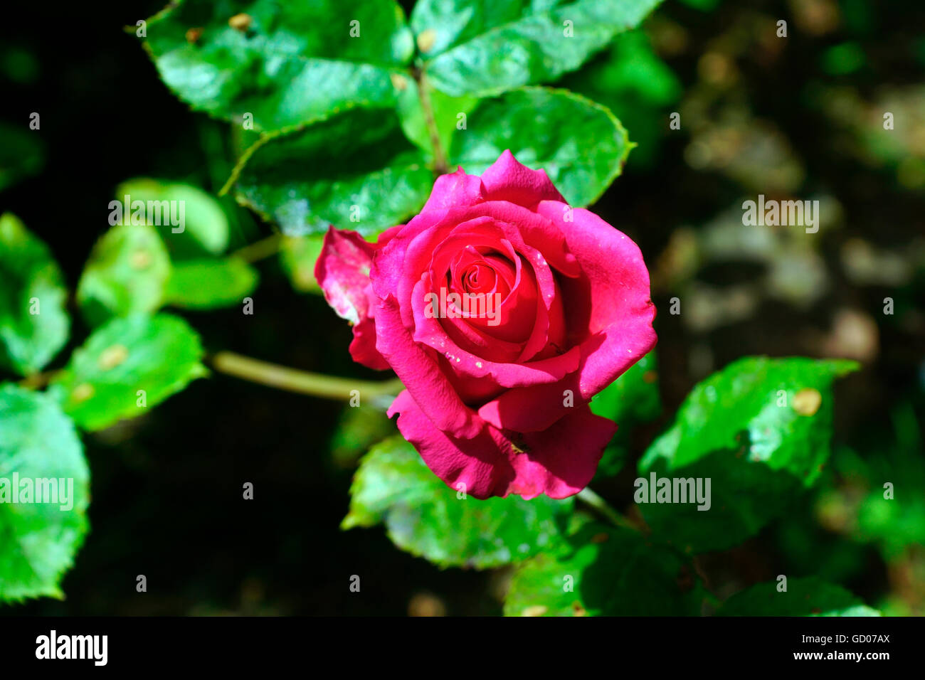 ROSE IN THE SUN Stock Photo Alamy