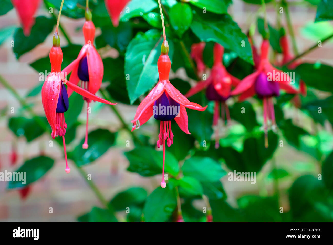 FUCHSIA IN BLOOM Stock Photo Alamy