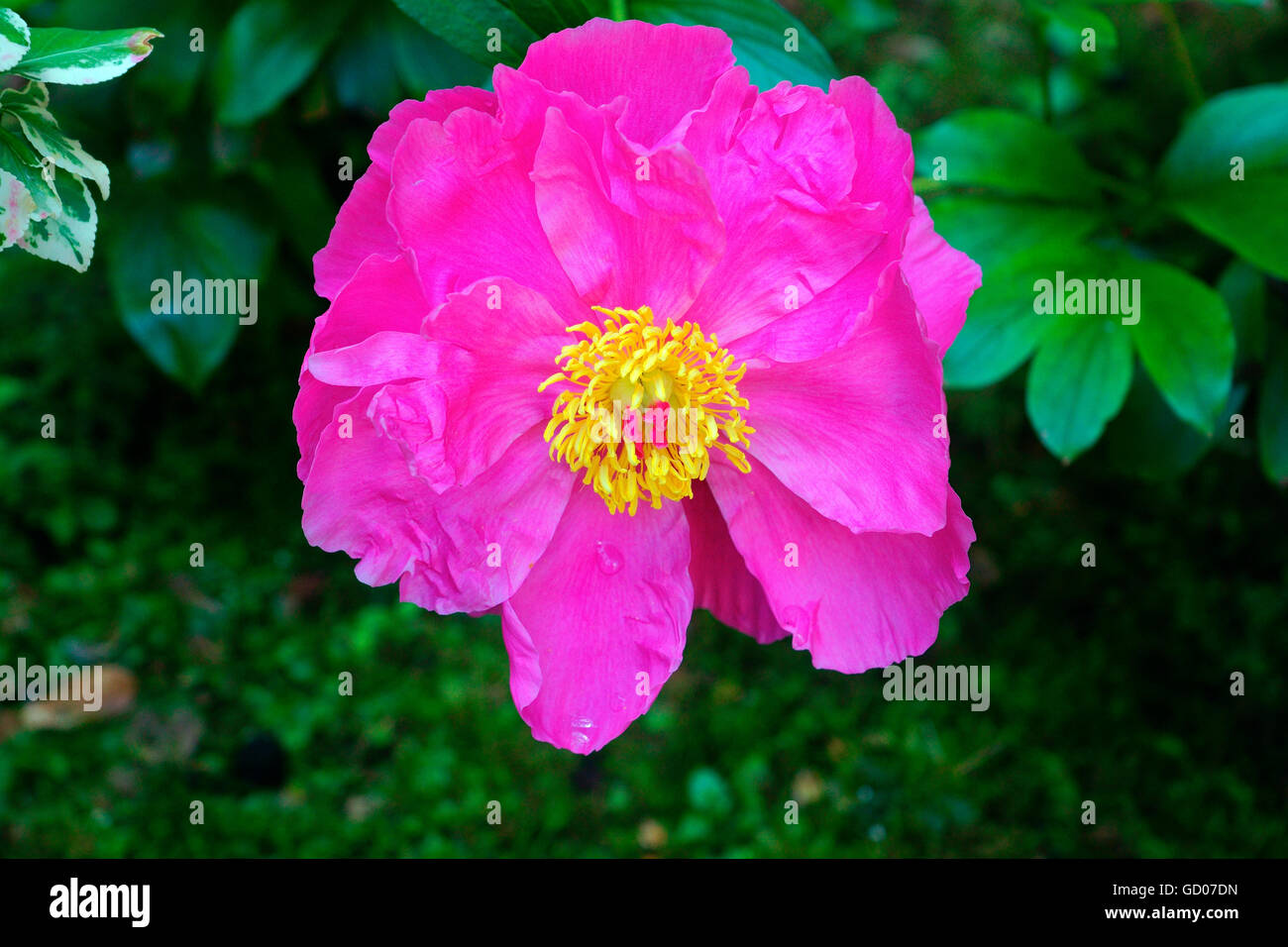 PEONY IN FULL BLOOM Stock Photo Alamy