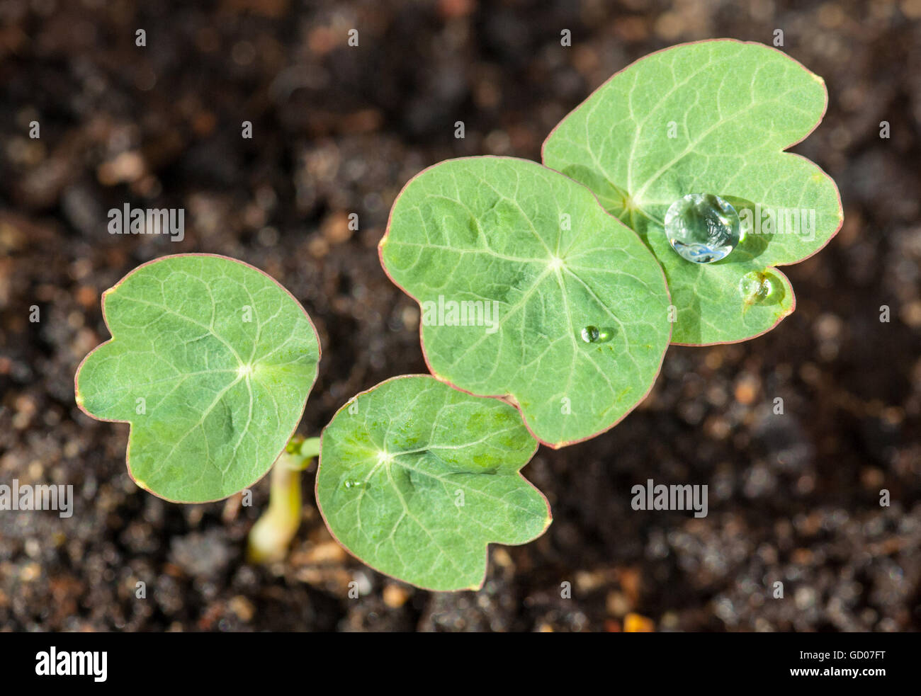 Seedlings of Nasturtium, Tropaeolum, with water drops on the leaves