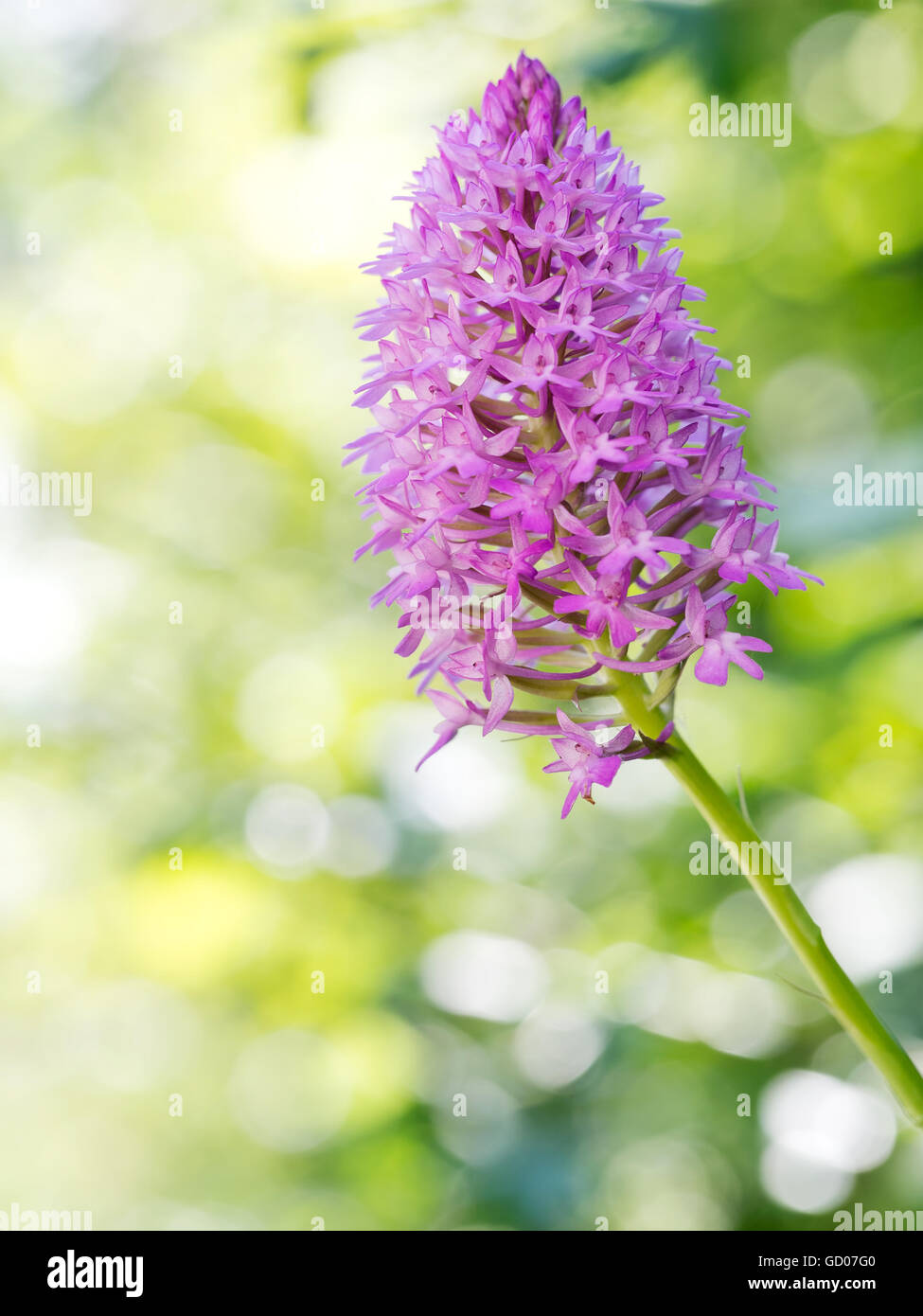 Wild orchid, one flower by roadside in spring sunshine. Orchis pyramidalis. Stock Photo