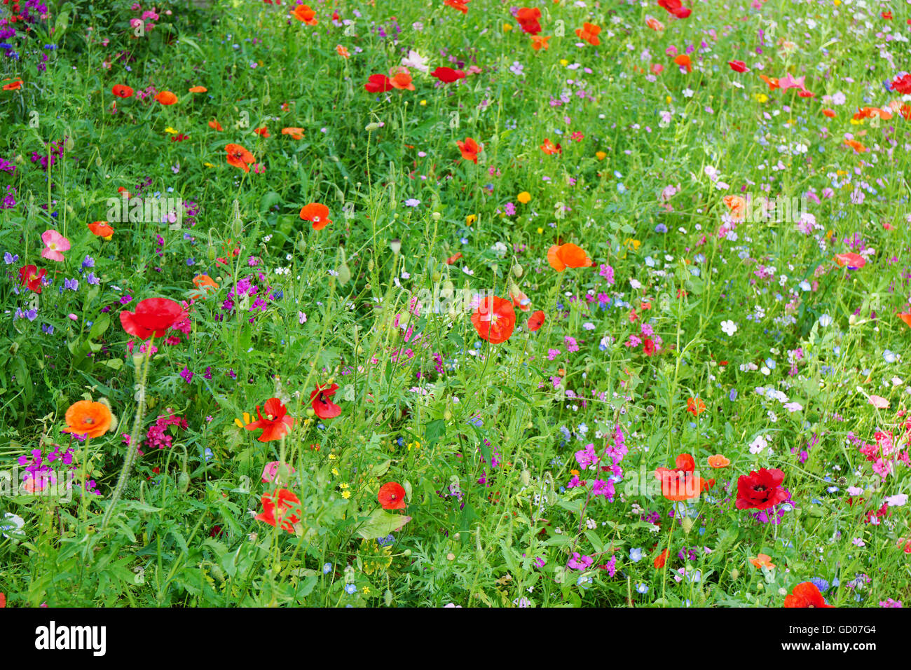 Wildflower Field Near Me A Journey of Serenity and Beauty