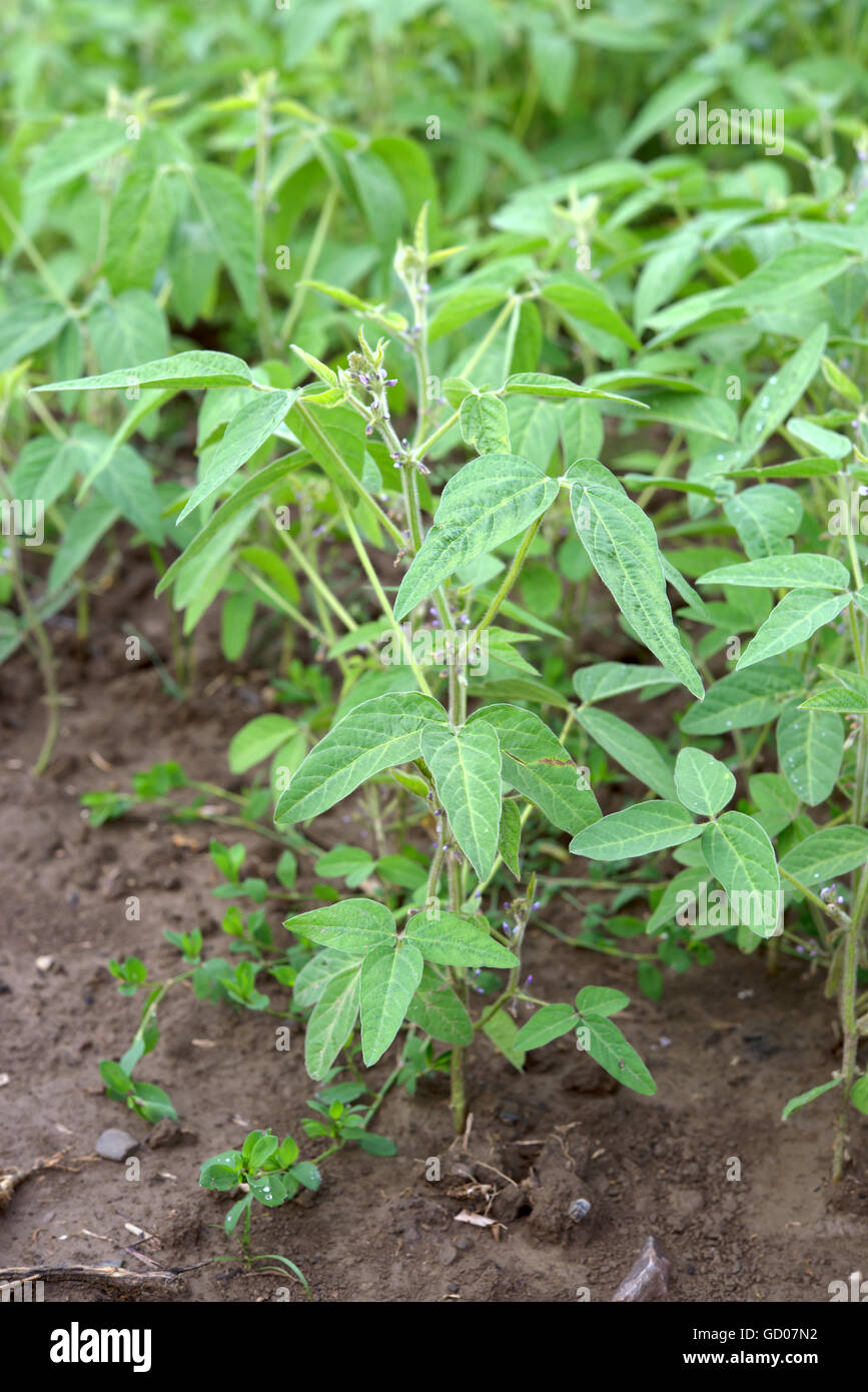 Soybean cultivation hi-res stock photography and images - Alamy