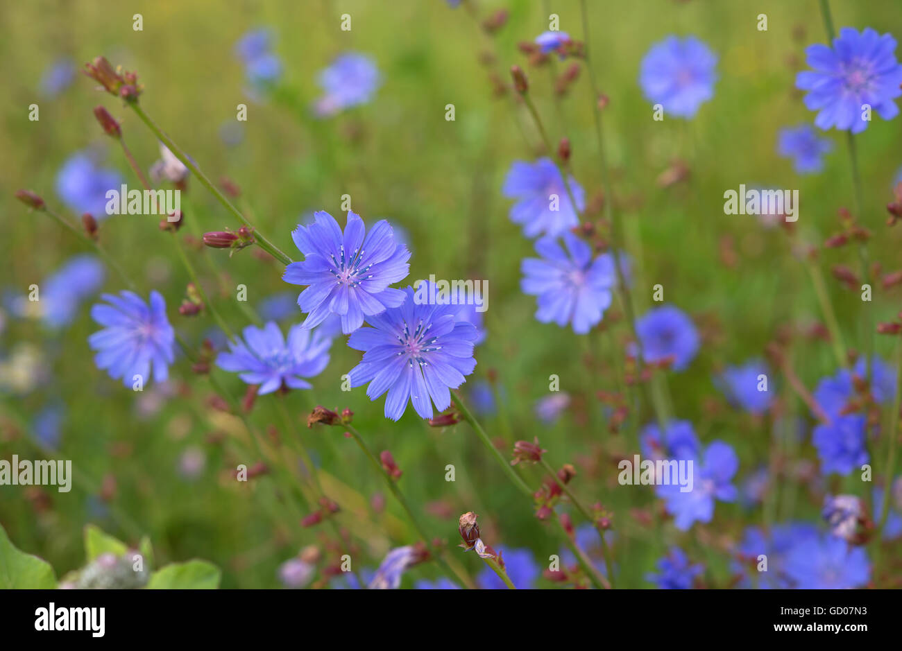 background of summer flowers close up Stock Photo - Alamy