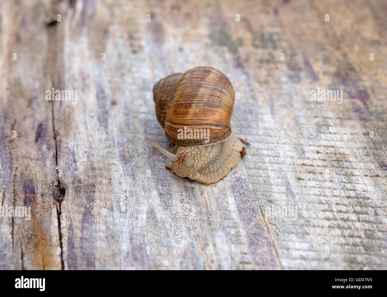 Helix pomatia, common names the Burgundy snail, Roman snail, edible