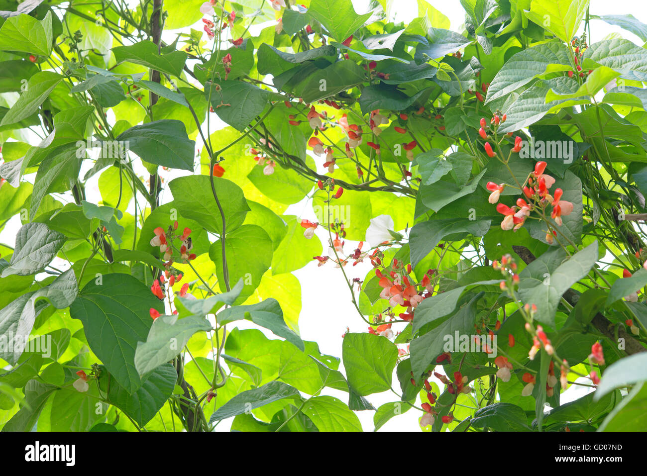 Phaseolus coccineus hi-res stock photography and images - Alamy