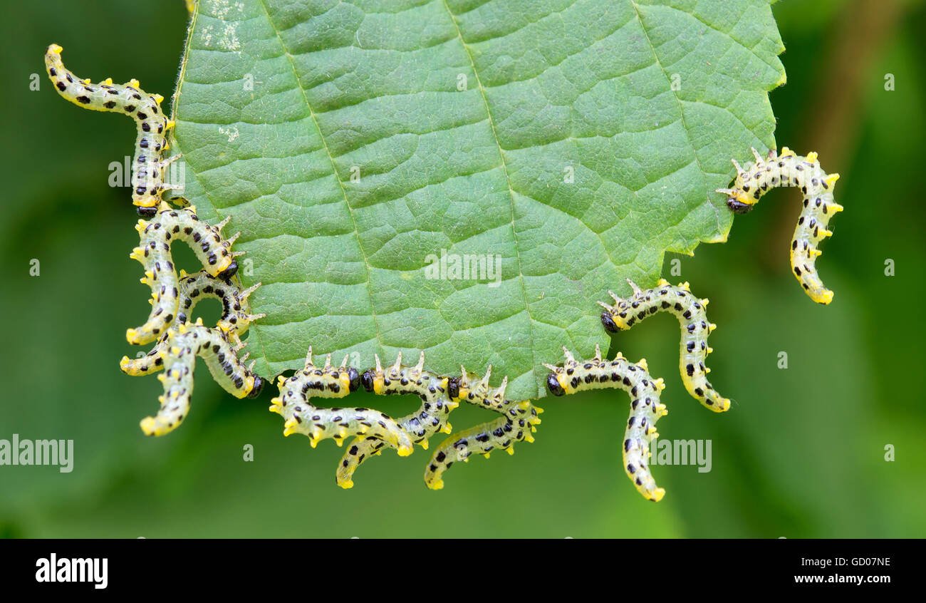 beautiful caterpillars eating a leaf Stock Photo
