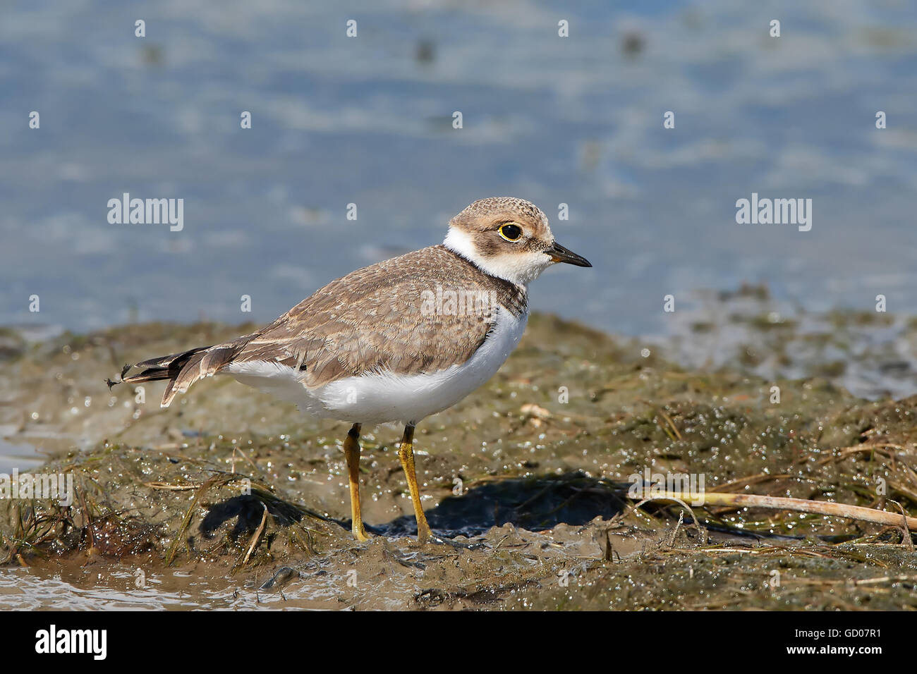 Little ringed plover standing in mud in its habitat Stock Photo - Alamy