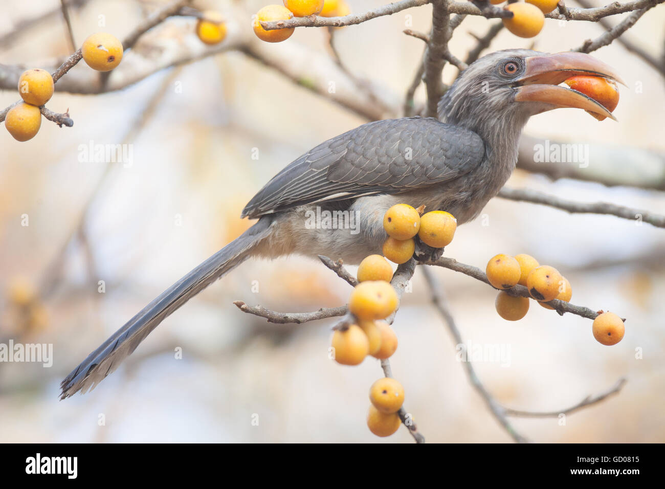 Malabar grey hornbill (Ocyceros griseus)  is a hornbill endemic to the Western Ghats and associated hills of southern India. Stock Photo