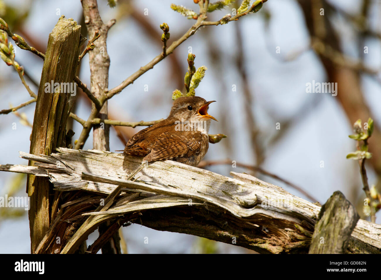 Winter Wren Troglodytes troglodytes adult perched & singing Stock Photo