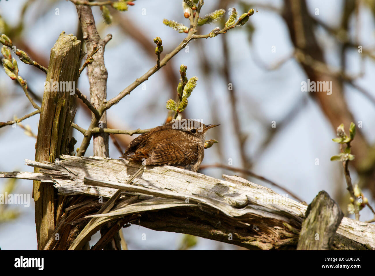 Winter Wren Troglodytes troglodytes adult perched & singing Stock Photo