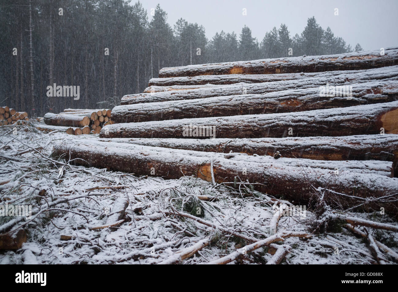 Felled trees at Elvedon forest, Norfolk Stock Photo