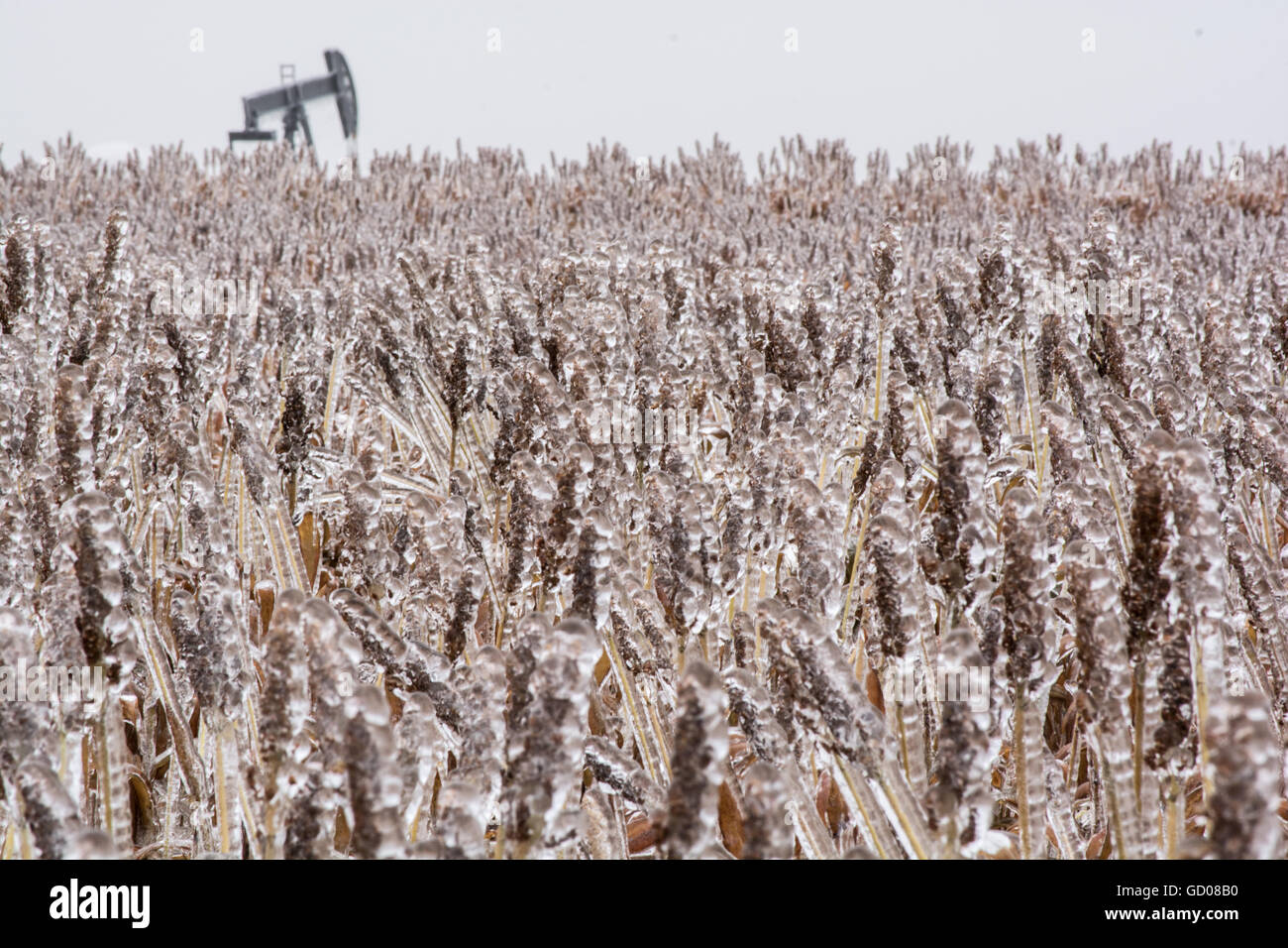 Oil pump in a field of frozen grain sorghum, or milo. Stock Photo