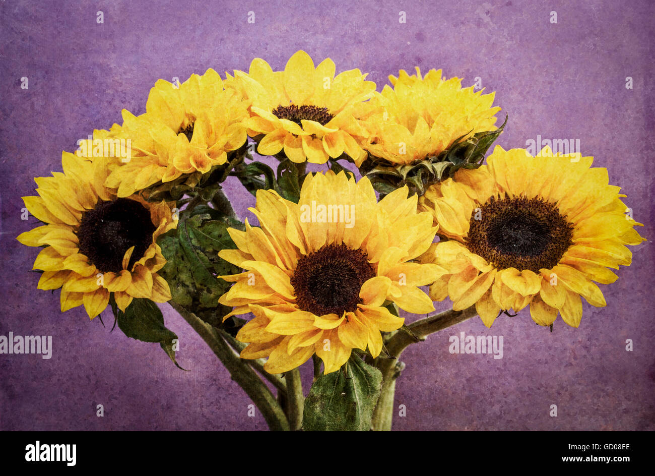 Sunflowers vase hires stock photography and images Alamy