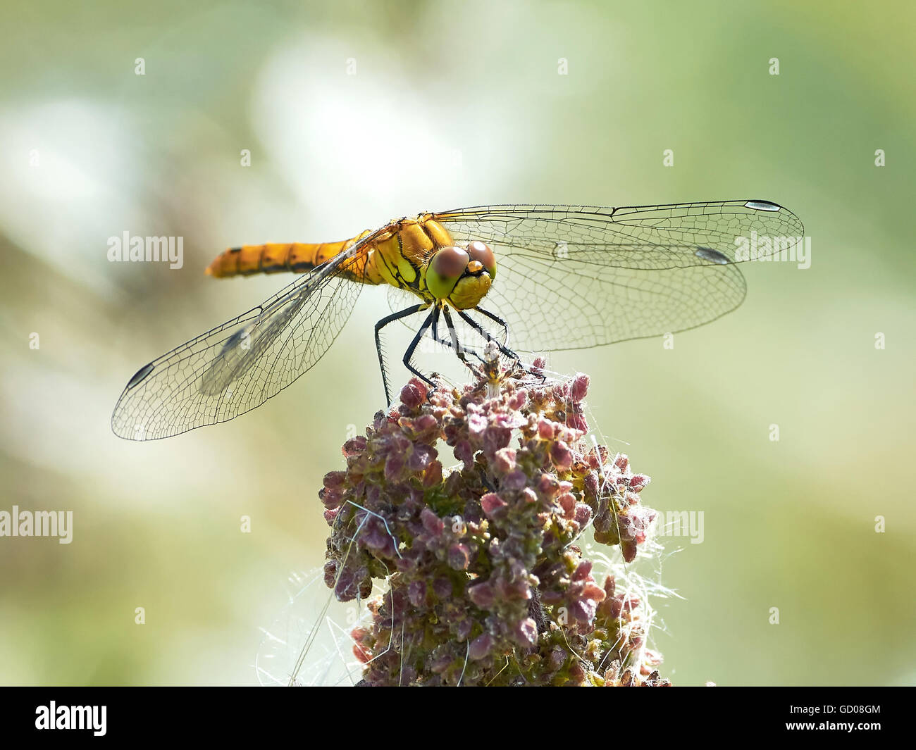 Vagrant darter resting on a plant in its natural habitat Stock Photo