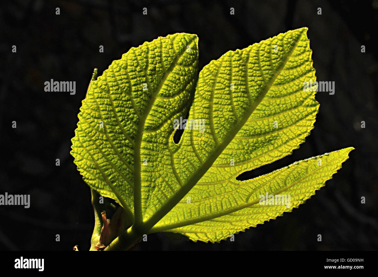 Fig leaf with visible ribs backlit hires stock photography and images