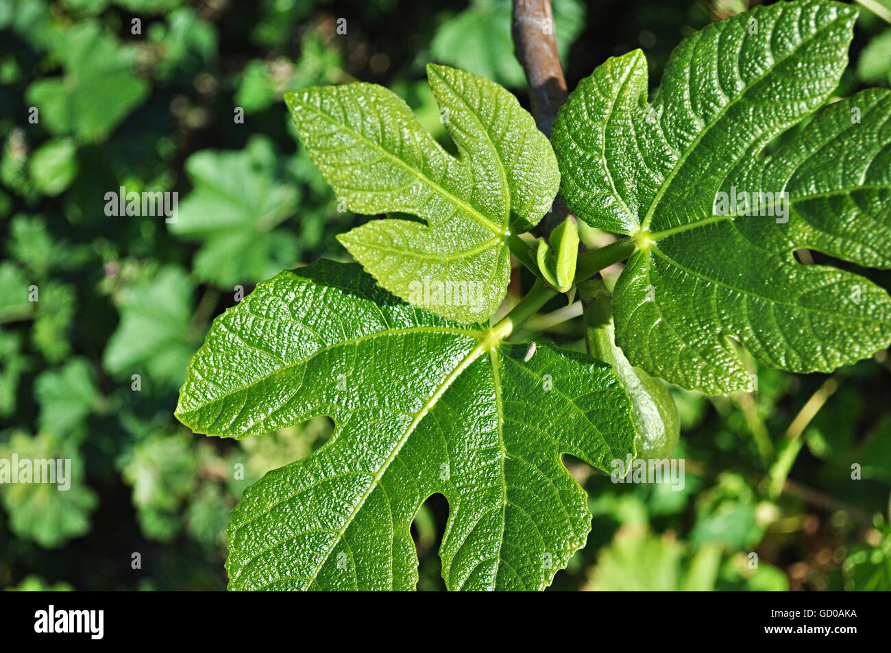 Live fig leaves in april hi-res stock photography and images - Alamy