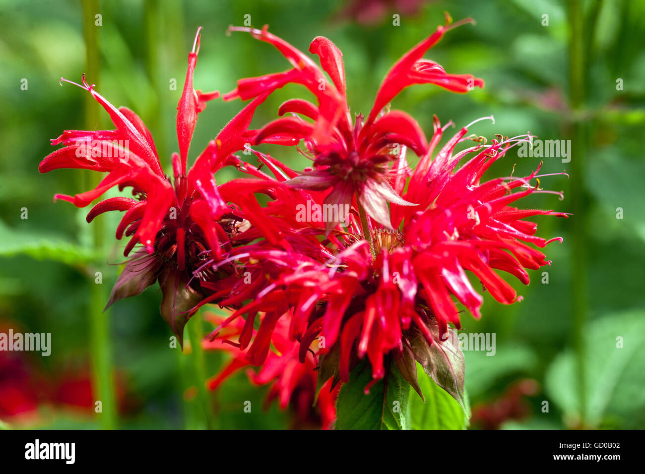 Monarda 'Gardenview Scarlet', bee balm, horsemint, oswego tea or bergamot Stock Photo