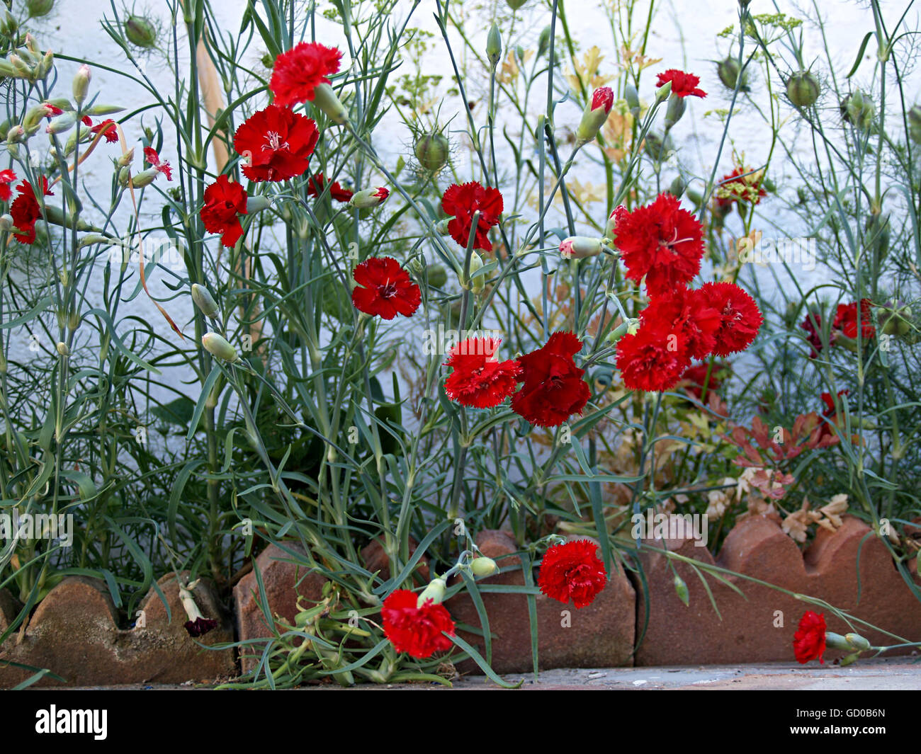 red carnations in the garden Stock Photo Alamy
