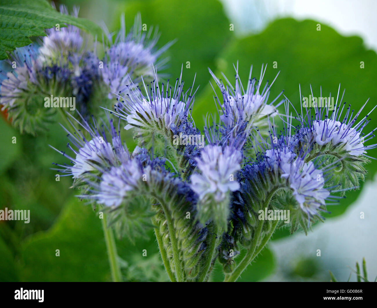Wild blue flowers and elegant Stock Photo - Alamy