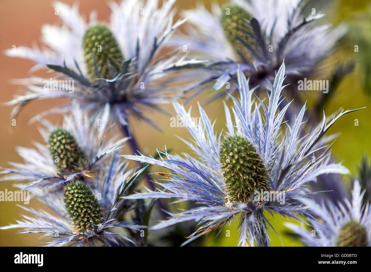 Eryngo and Sea holly, Eryngium alpinum Stock Photo Alamy