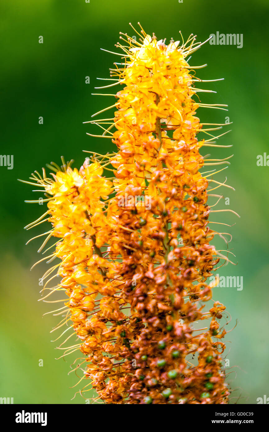 Foxtail Lilly - Eremurus Pinocchio, Desert candles, Foxtail lilies spike flower Stock Photo