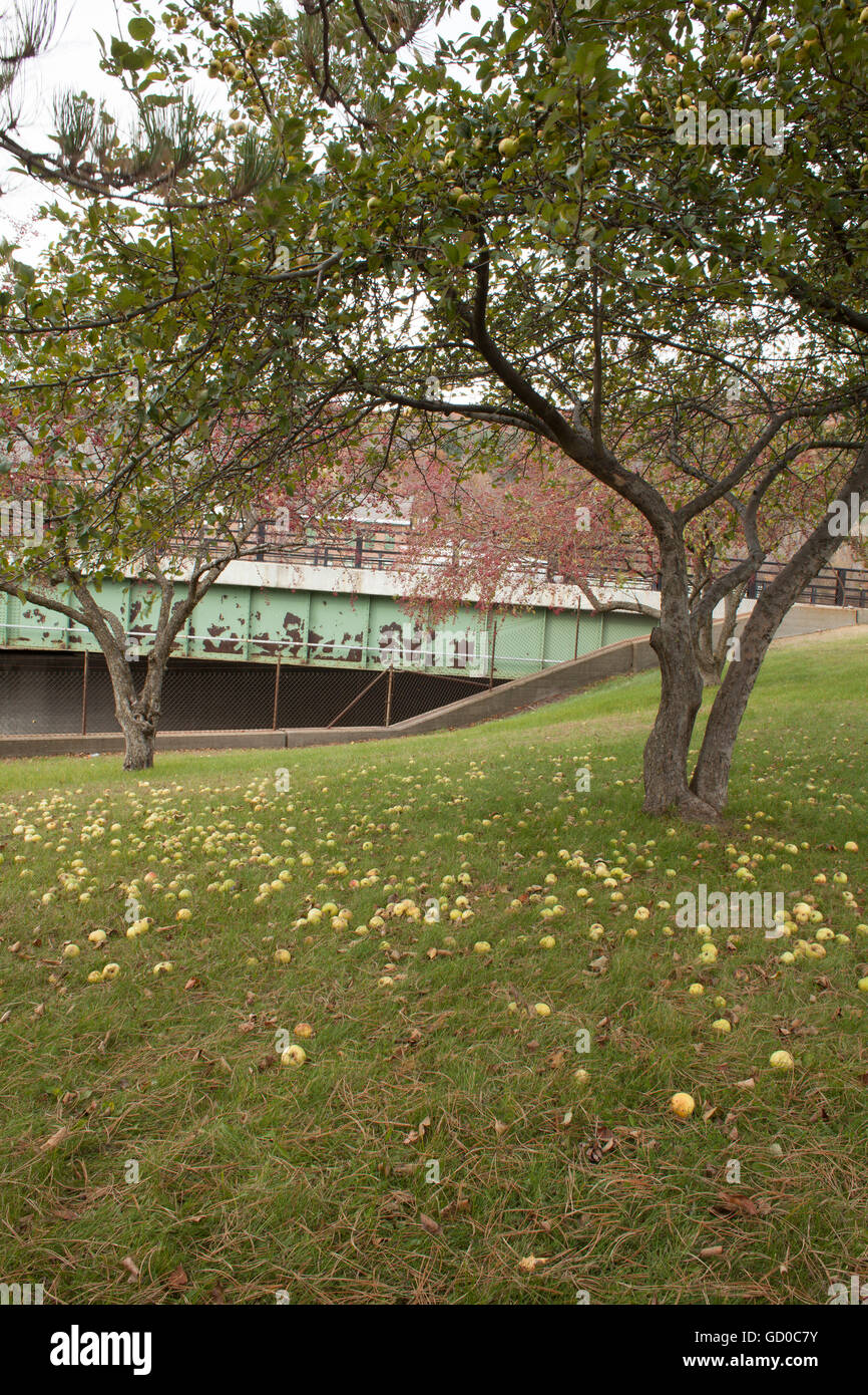 Apples fall from city trees in a park in North Adams Massachusetts. Stock Photo