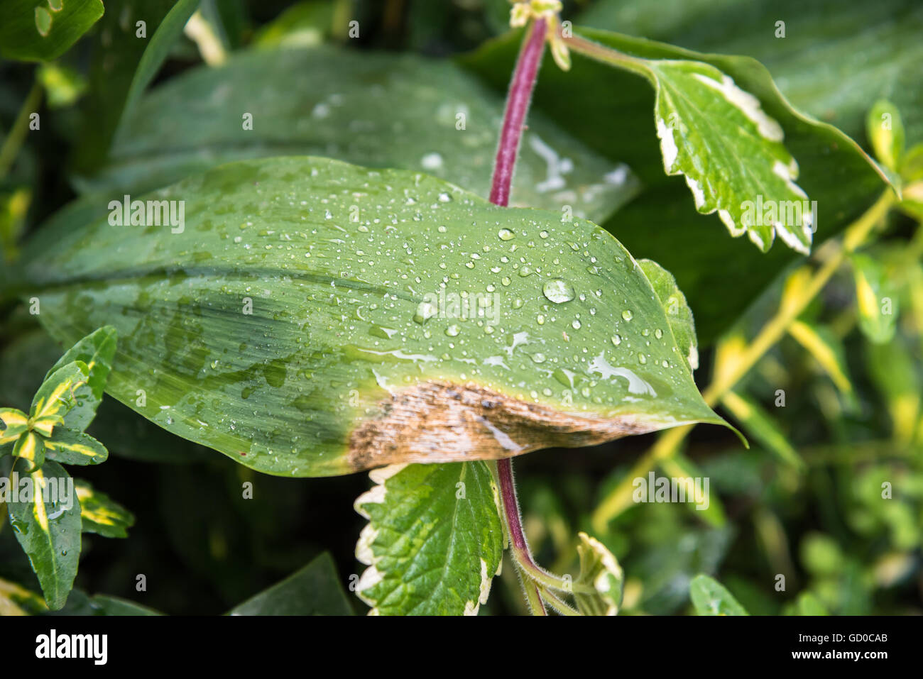 Drops of water on a leaf as natural background. Shallow depth of field. Stock Photo