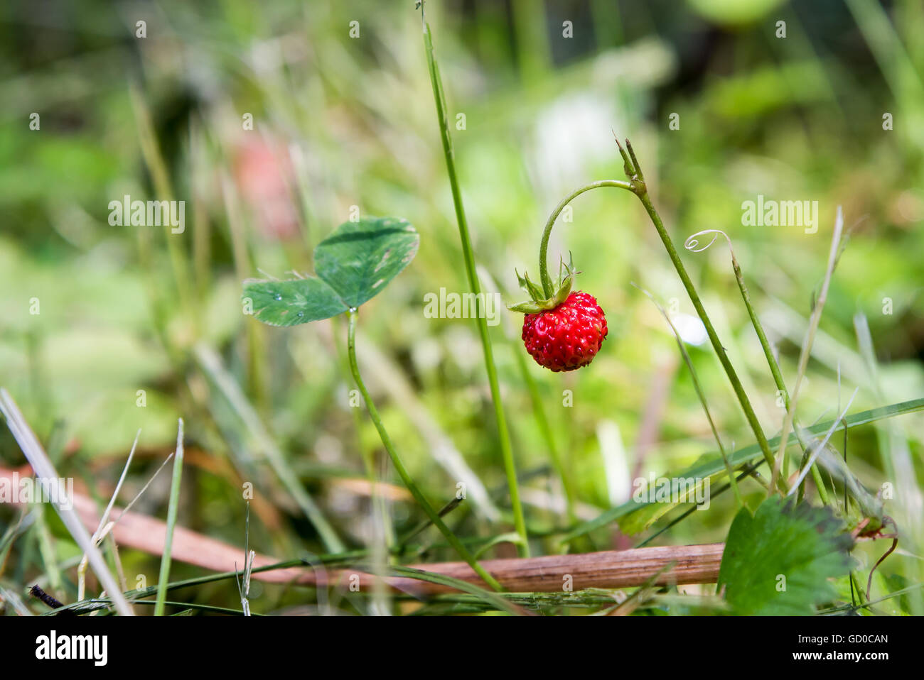Ripe fruit of wild strawberry on a bush Stock Photo - Alamy