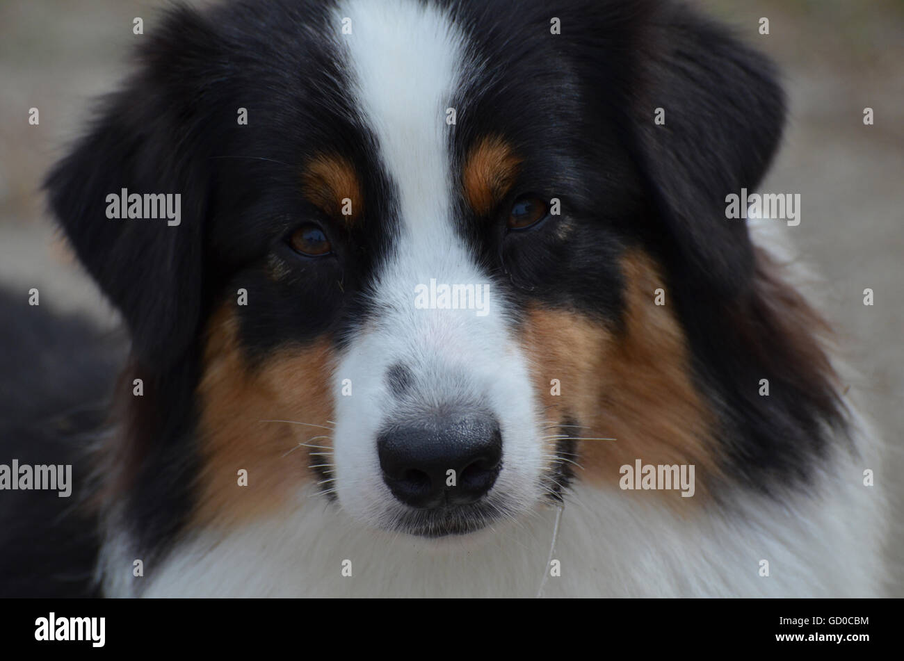 Adorable candid of an Australian Shepherds face with a string of drool. Stock Photo