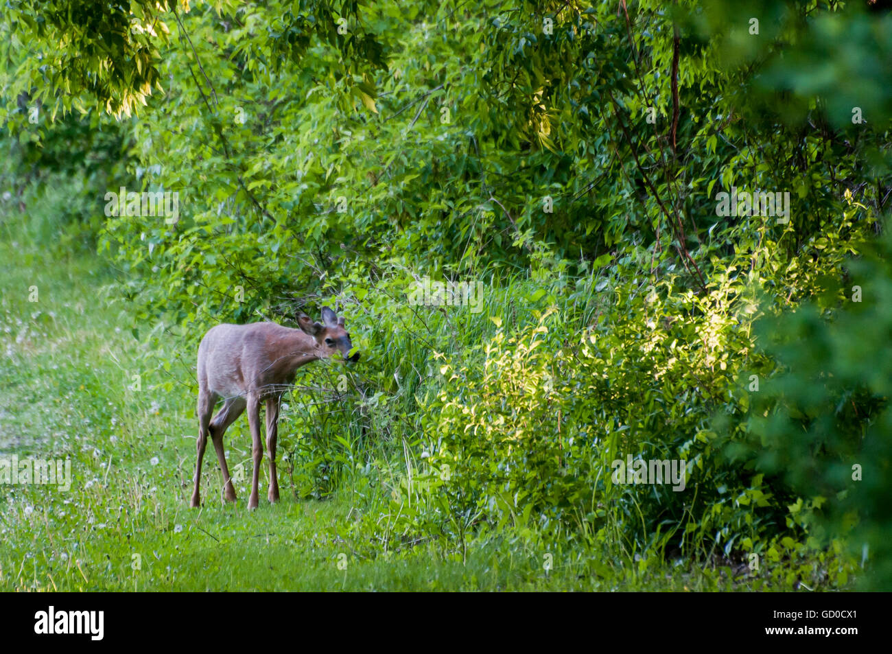 Little Canada, Minnesota. Gervais Mill Park. Whitetailed deer