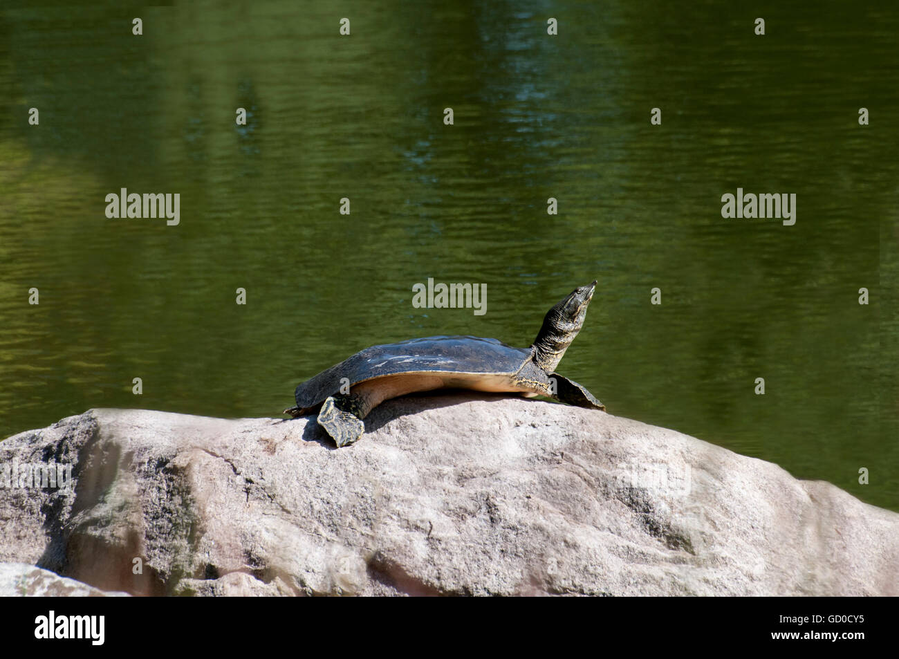 Little Canada, Minnesota.  Gervais Mill Park. Spiny Softshell turtle, Apalone spinifera, basking in the sun on a rock. Stock Photo