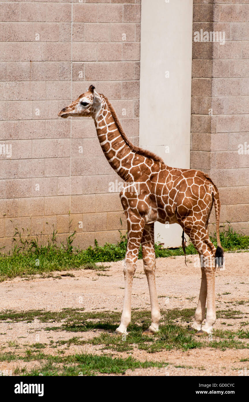 St.Paul, Minnesota. Como Park Zoo. Reticulated giraffe, Giraffa