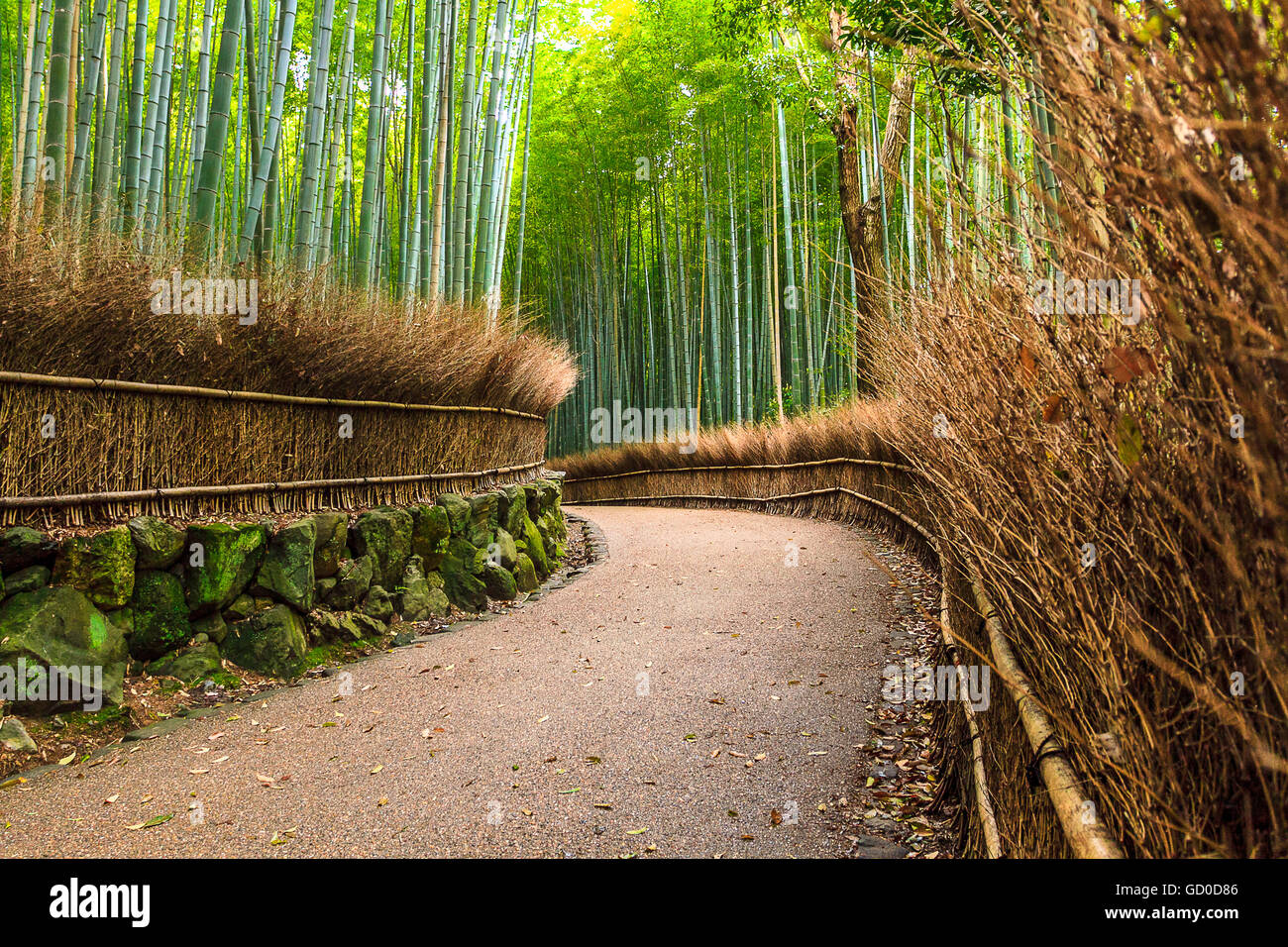 Bamboo grove trail hires stock photography and images Alamy