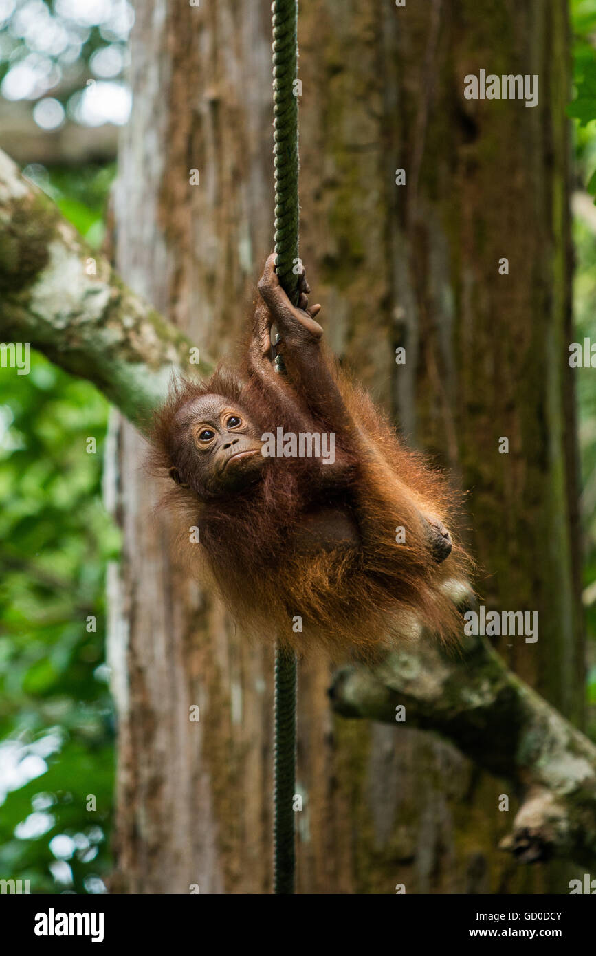 A baby orangutan hangs from a rope at a wildlife sanctuary in Malaysian Borneo. Stock Photo