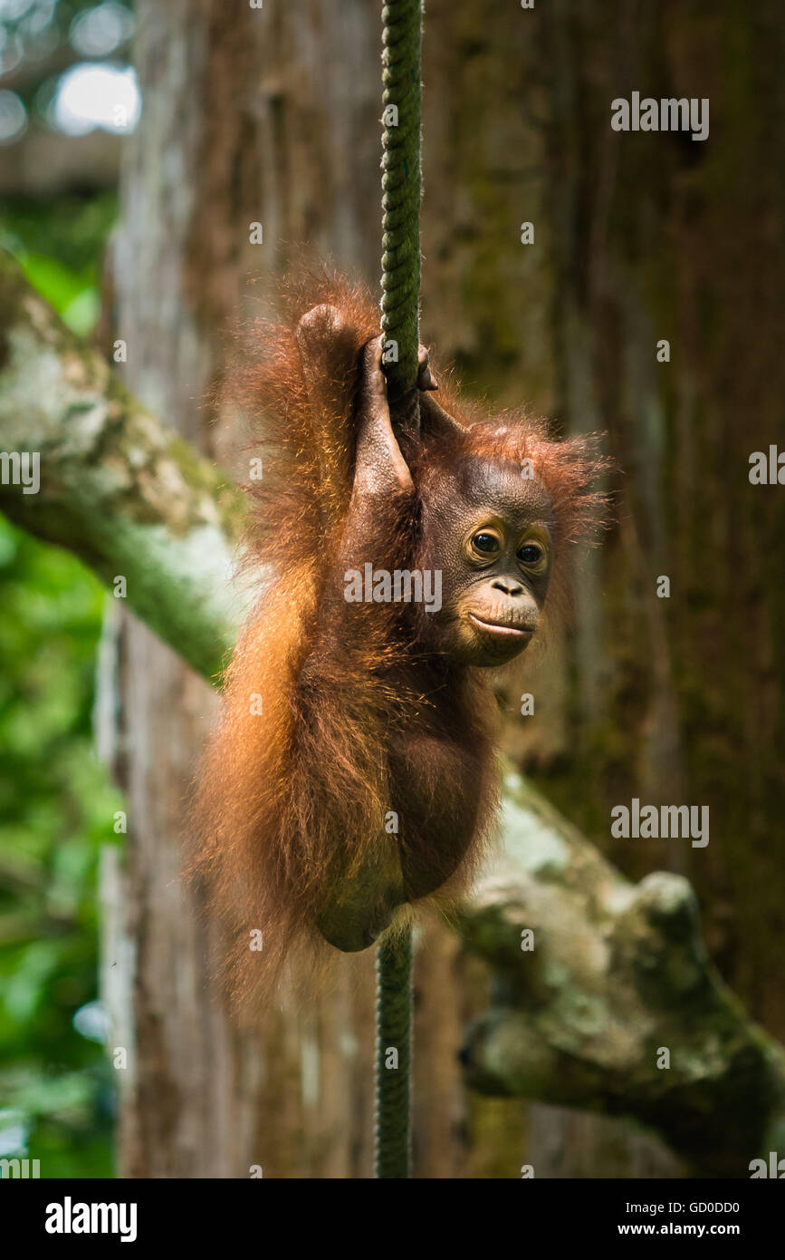 A baby orangutan hangs from a rope at a wildlife sanctuary in Malaysian Borneo. Stock Photo