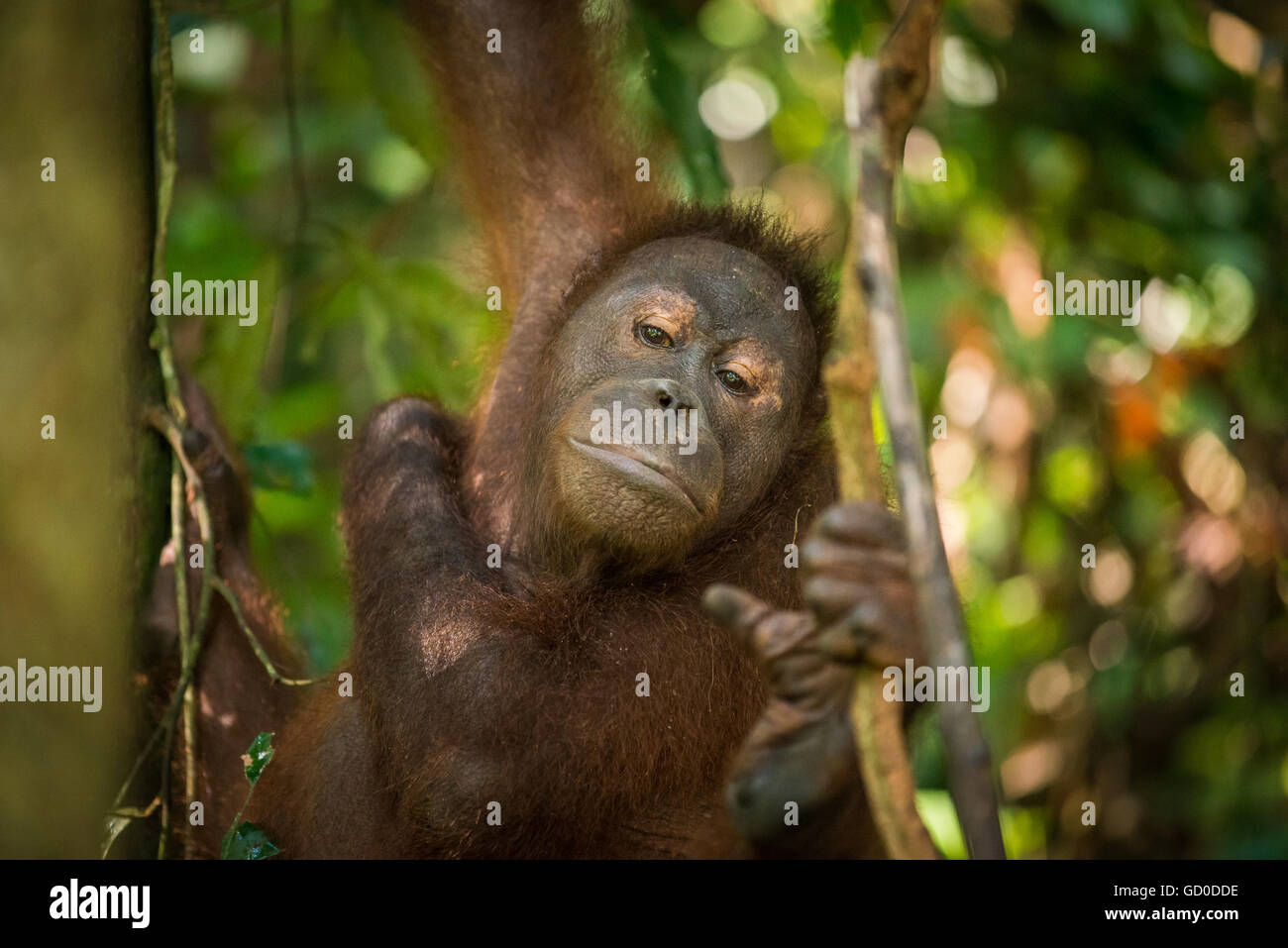 An adult female orangutan swings among the trees at a wildlife sanctuary in Malaysian Borneo. Stock Photo
