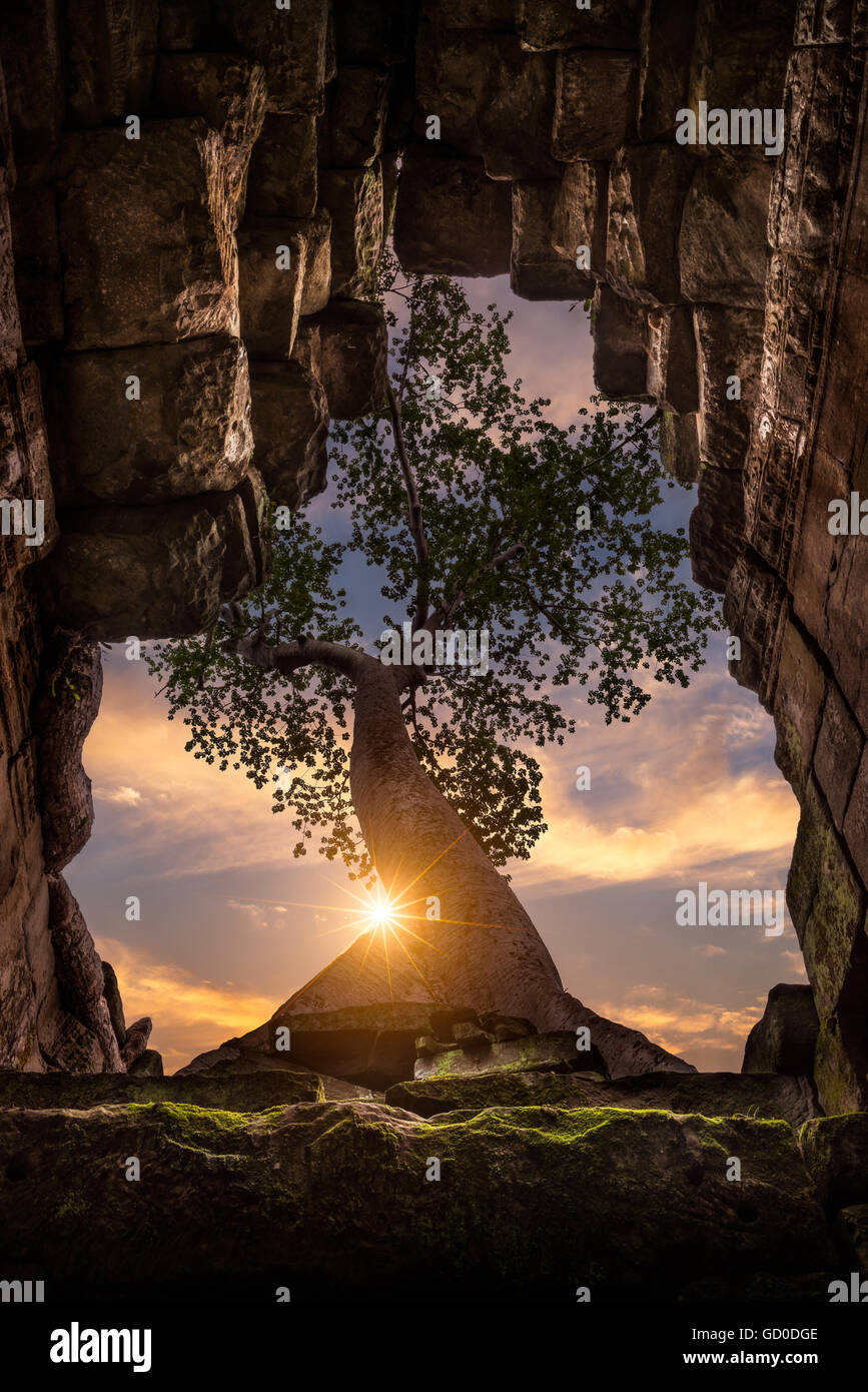 A tree grows up through the roof of the temple at Preah Khan in Siem Reap, Cambodia. Stock Photo
