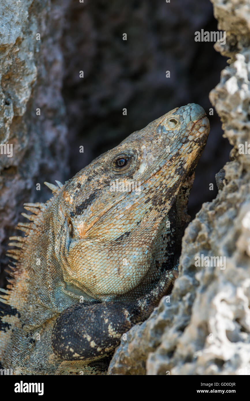 An iguana rests inside a rocky crag on the cliffsides of Tulum, Mexico. Stock Photo