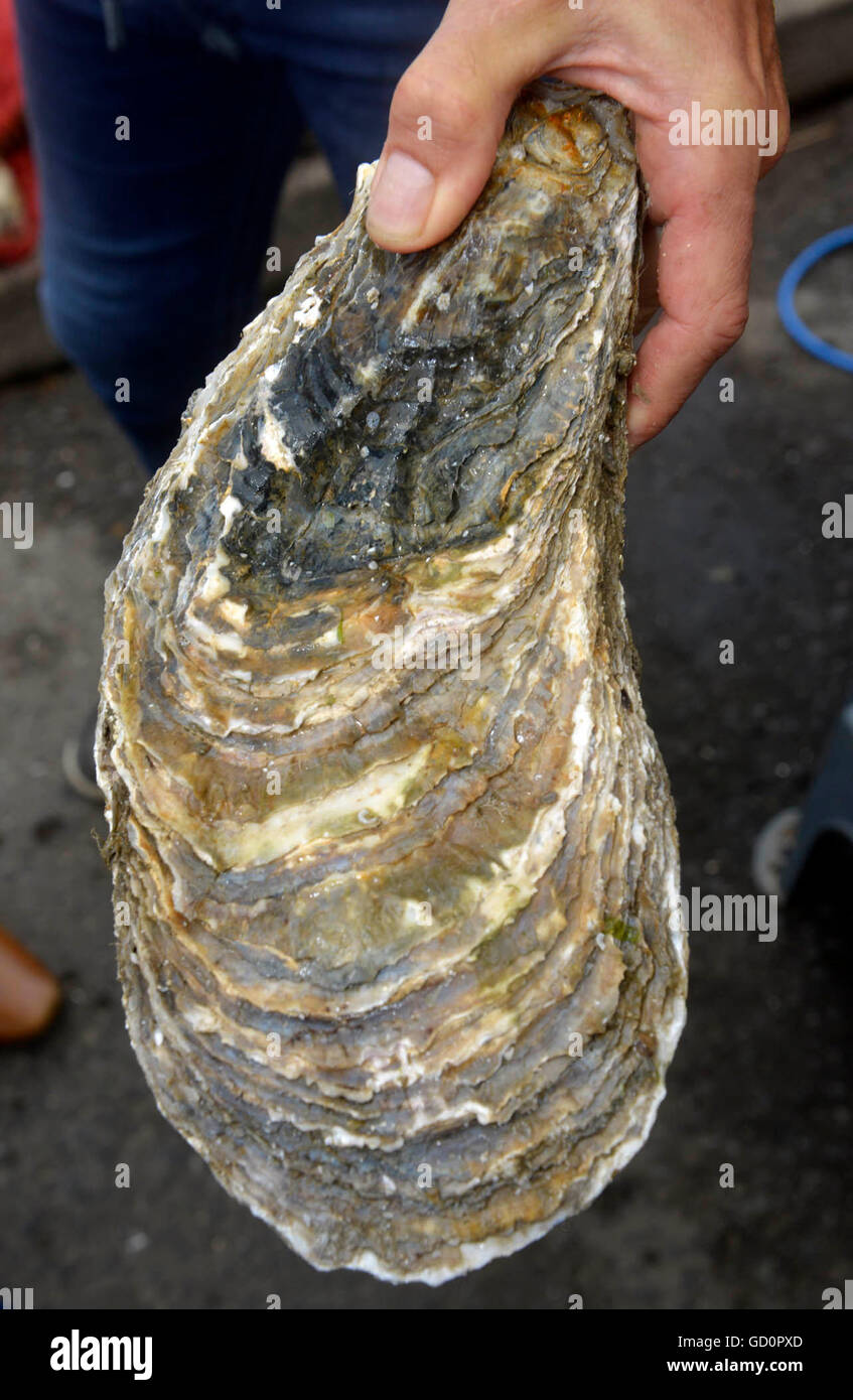 Weymouth, UK. 10th July, 2016. The world's largest oyster weighing in at 2.15 kilos was
