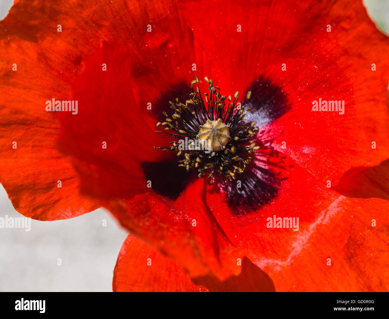 One red poppy isolated on white background Stock Photo - Alamy