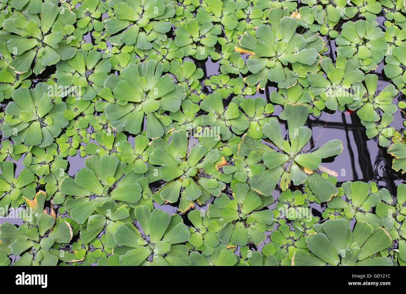 Green floating water lettuce/ cabbage (Pistia stratiotes). Background. Stock Photo