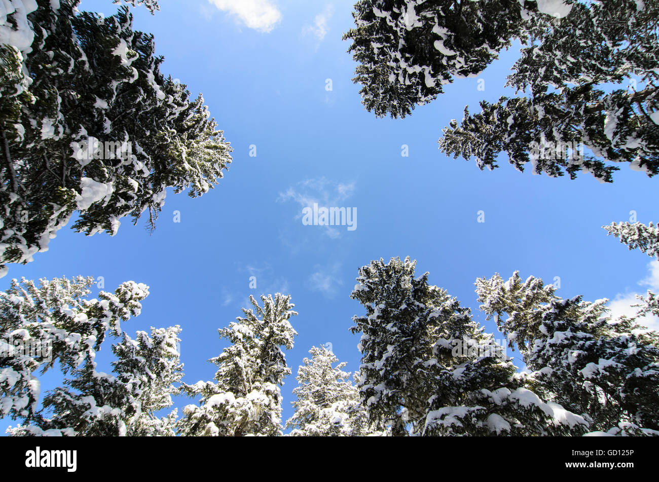 Common spruce ( Picea abies ) with snow, Austria, Steiermark, Styria, Murtal Stock Photo